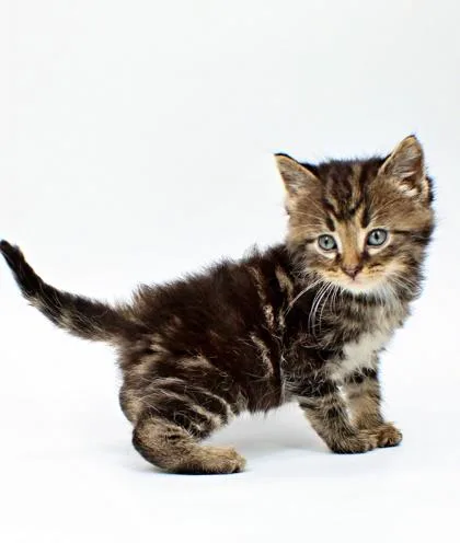A baby small-sized male Domestic Short Hair cat named Scribe for adoption in Morton Grove, IL