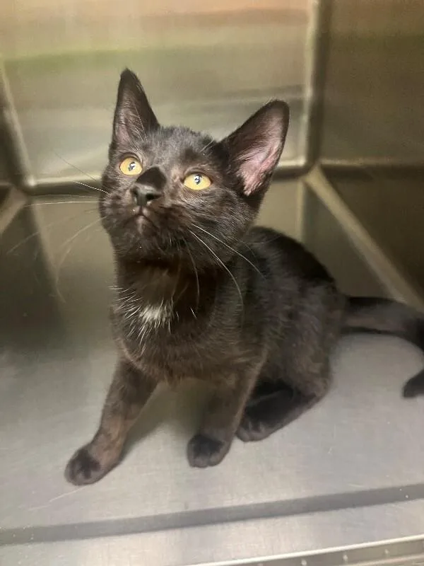 A young medium-sized female Black Domestic Short Hair cat named Reuben for adoption in Disputanta, VA