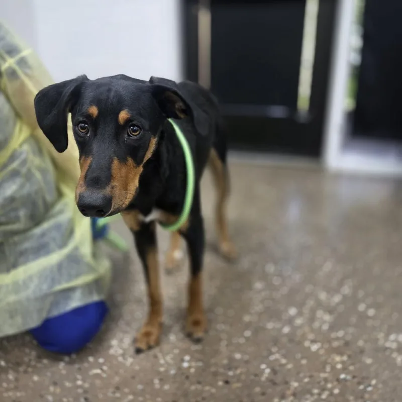 A young medium-sized male Black Doberman Pinscher dog named Phineas for adoption in Incline Village, NV