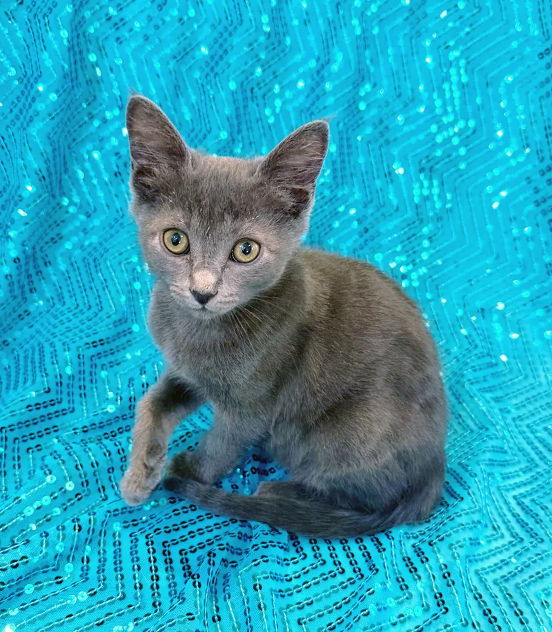 A baby medium-sized female Gray / Blue / Silver Domestic Short Hair cat named Calliope for adoption in Lake Monroe, FL