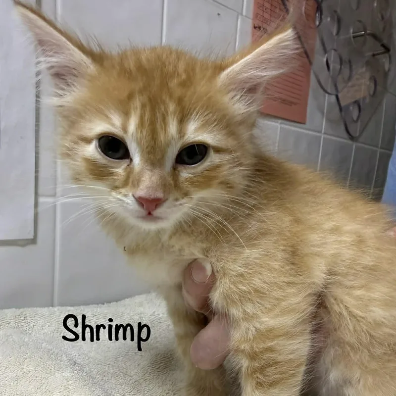 A baby small-sized male Tabby (Orange / Red) Domestic Short Hair cat named Shrimp for adoption in Grand Rapids, MI