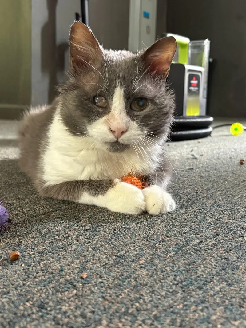 Harvey
