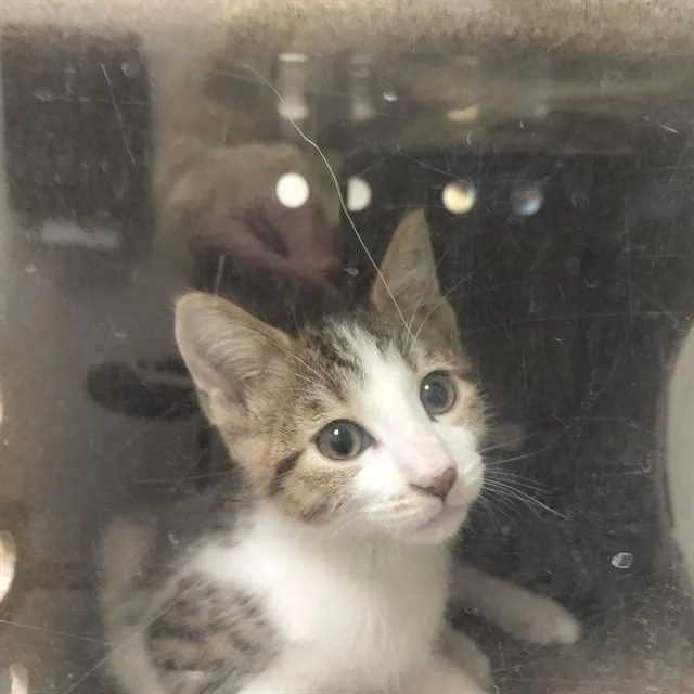 A baby small-sized male Domestic Short Hair cat named Scout for adoption in Pueblo, CO