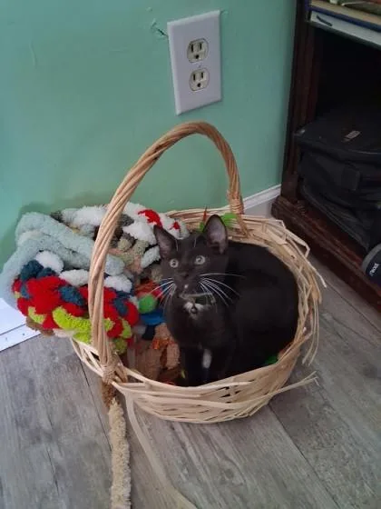 A baby medium-sized male Domestic Short Hair cat named Constellation for adoption in Savannah, GA