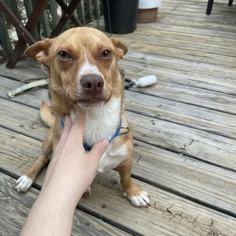 A young small-sized male Brown / Chocolate Terrier dog named Phil D for adoption in Staten Island, NY