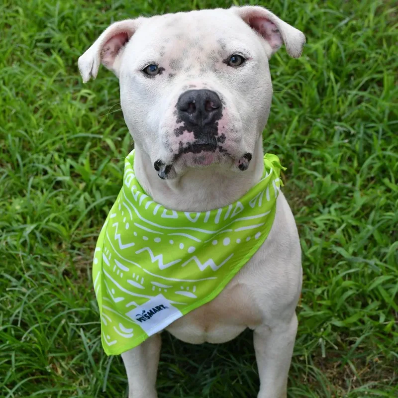 An adult large-sized male White / Cream Dogo Argentino dog named Titi for adoption in Beaumont, TX
