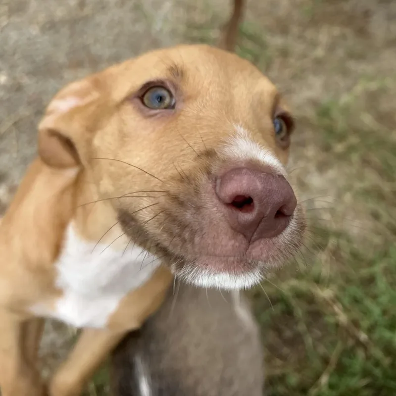 A baby small-sized male Yellow / Tan / Blond / Fawn Pit Bull Terrier dog named Ryan for adoption in West Point, MS