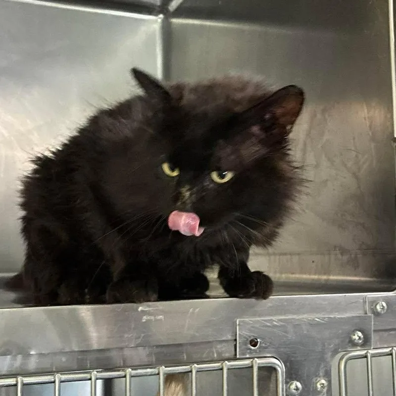 A young extra large-sized male Black Domestic Medium Hair cat named Boo for adoption in Petersburg, IL