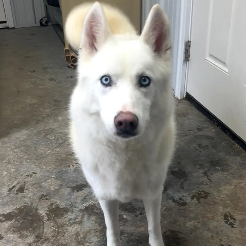An adult medium-sized female White / Cream Husky dog named Maddie for adoption in Fairmont, WV