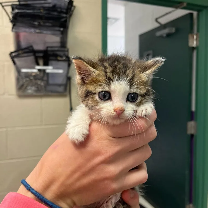 A baby small-sized male Gray / Blue / Silver Domestic Short Hair cat named Luca Ray for adoption in Lewisburg, WV