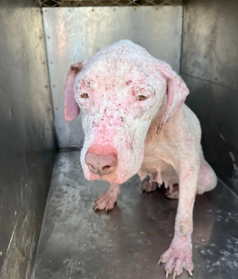 Urgent Snow White thumbnail 2