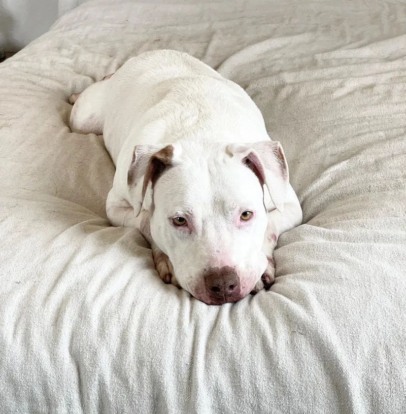 Urgent Snow White thumbnail 3