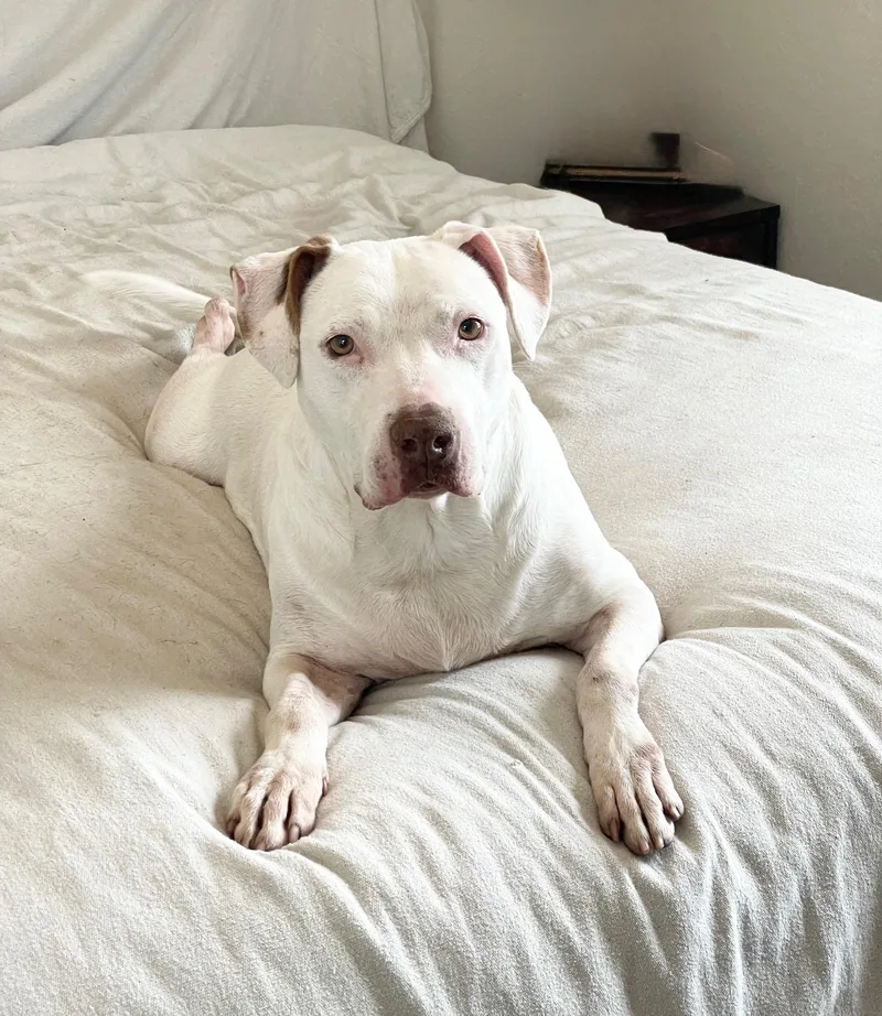 Urgent Snow White thumbnail 4