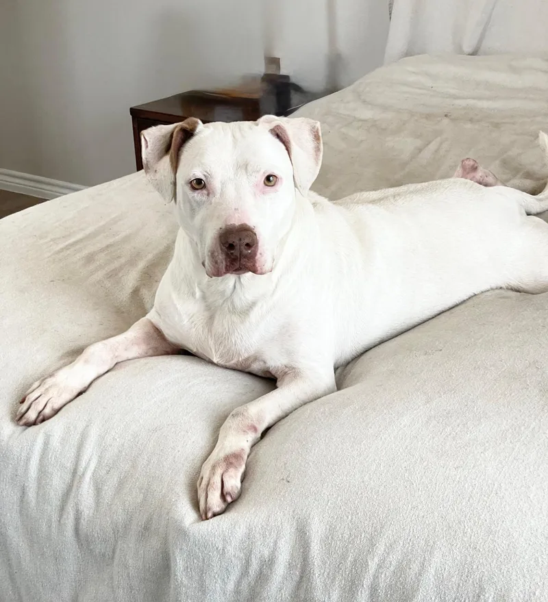 Urgent Snow White thumbnail 5