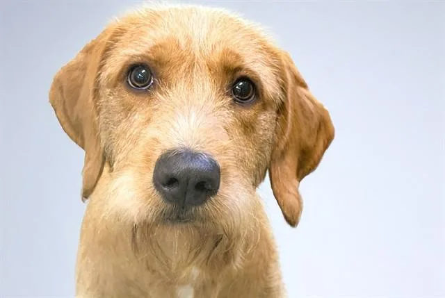 A young medium-sized female Wirehaired Pointing Griffon dog named Carmela for adoption in Fort Lauderdale, FL