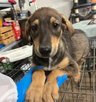 A baby medium-sized female Shepherd dog named Sylveon for adoption in West Chester, PA