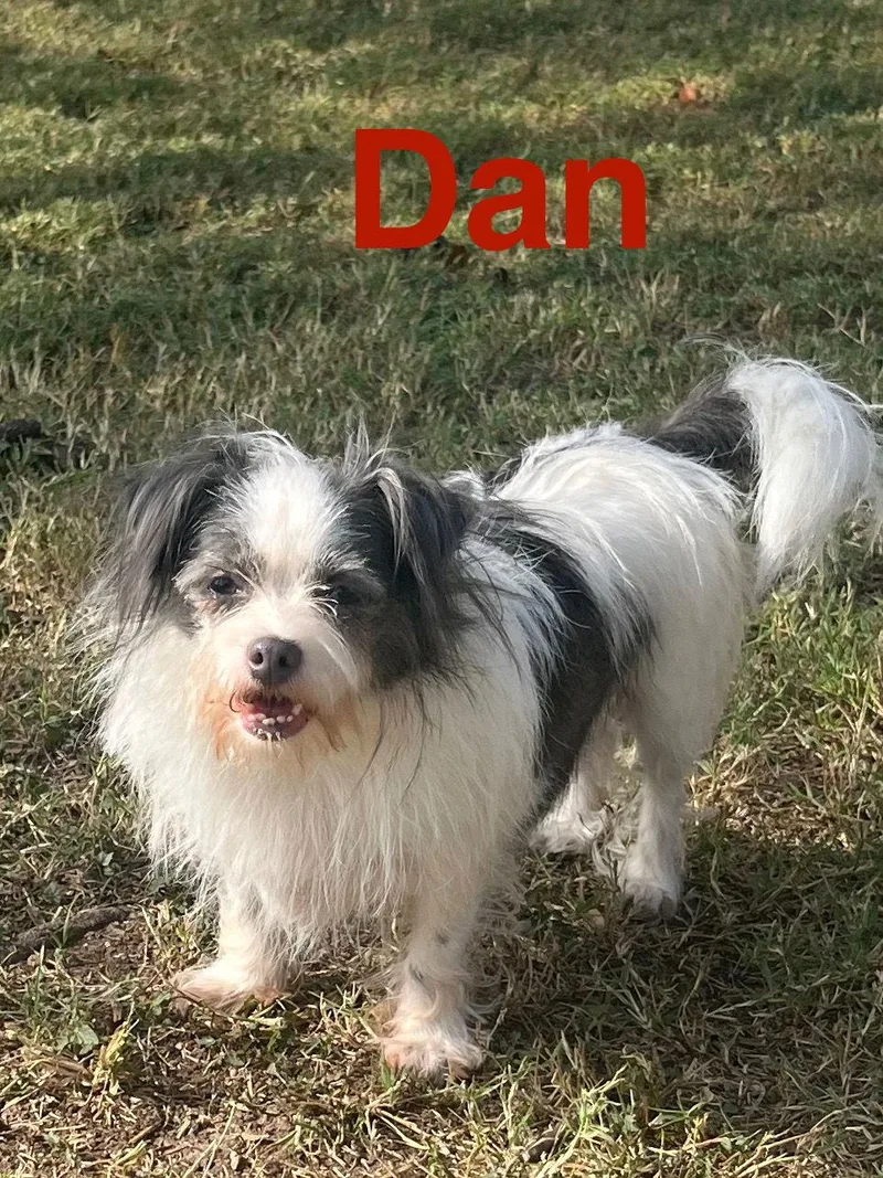 Dan