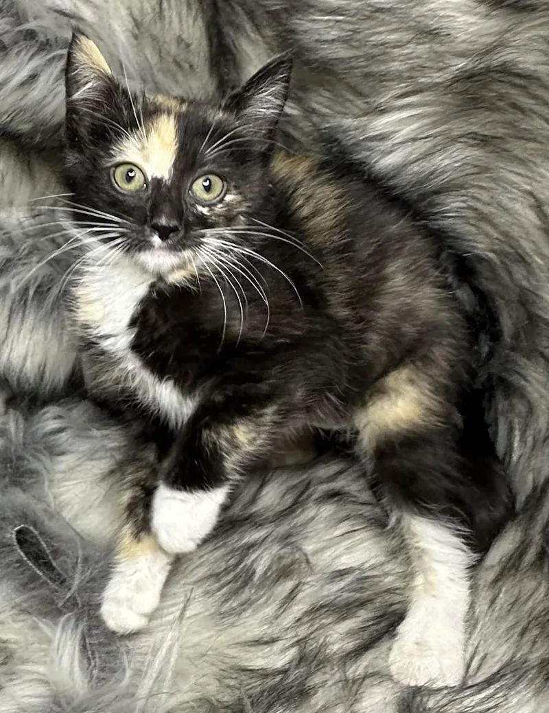 A baby small-sized female Calico cat named Vaca Frita for adoption in San Diego, CA