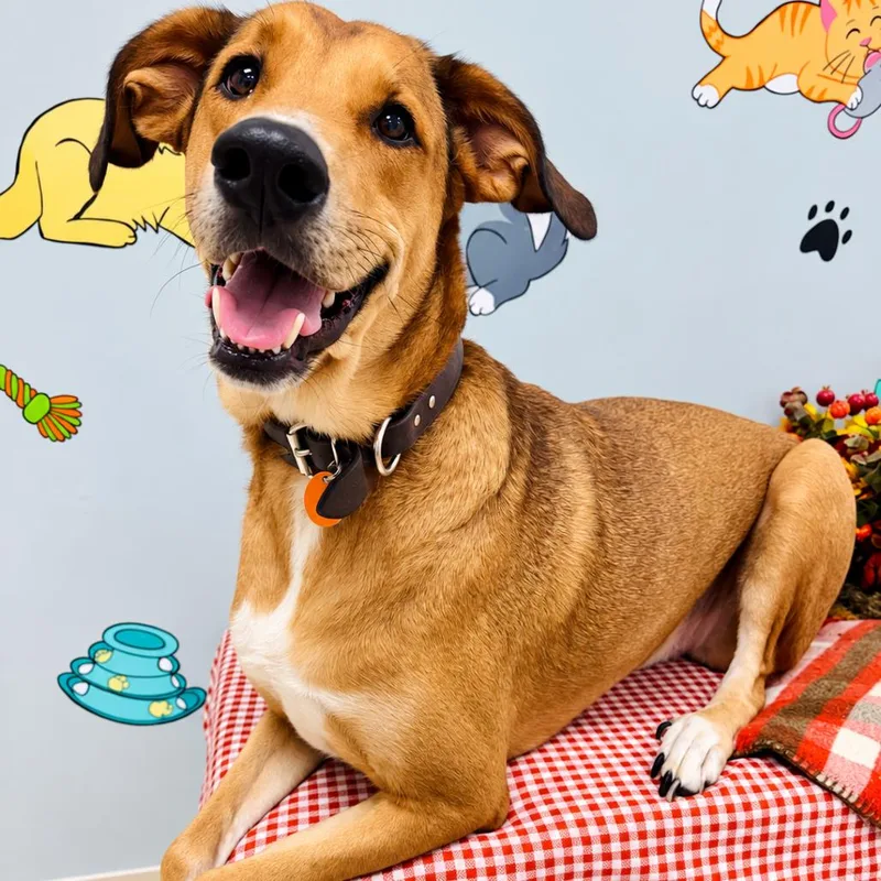 An adult small-sized female Brown / Chocolate Great Pyrenees dog named Pancake for adoption in Lebanon, MO