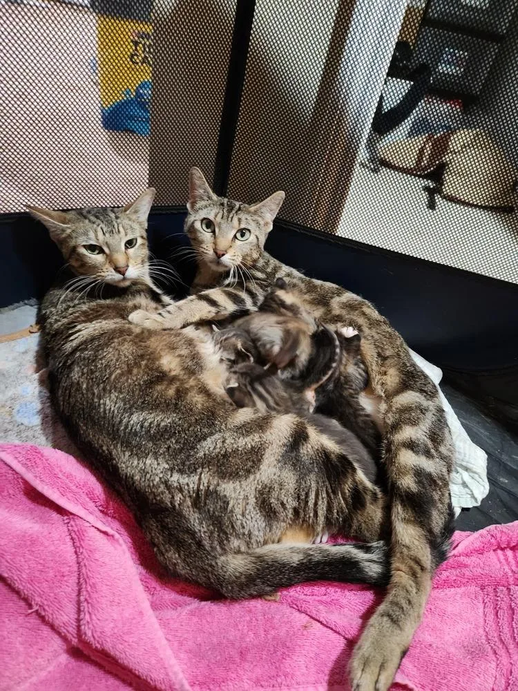 Sara Lee thumbnail 2