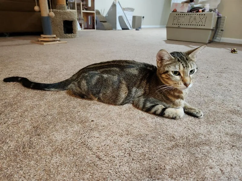 Sara Lee thumbnail 3