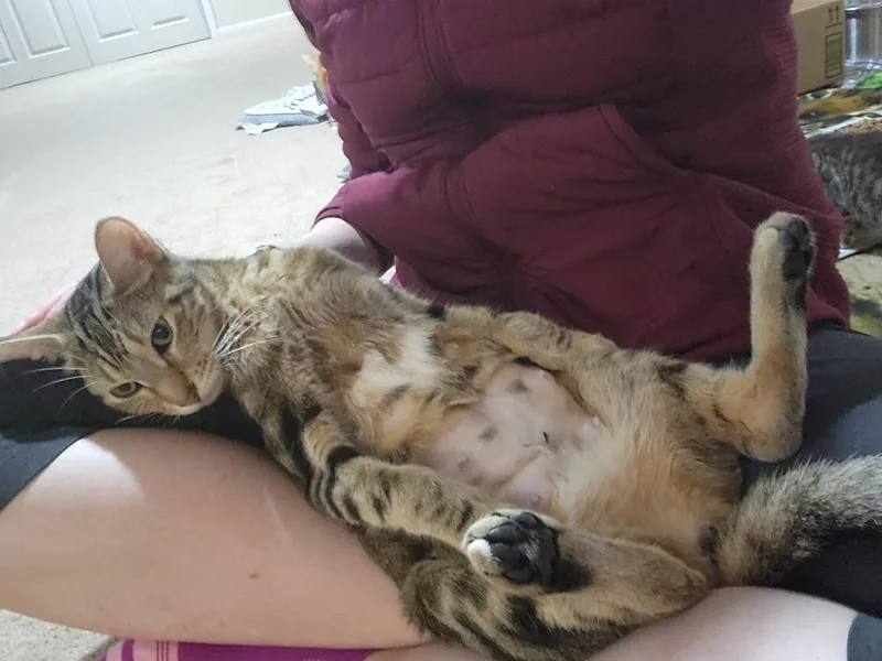 Sara Lee thumbnail 4