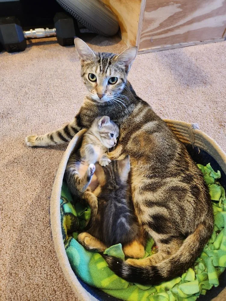 Sara Lee thumbnail 5