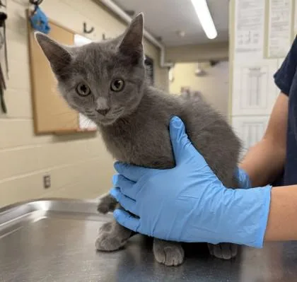 A baby small-sized male Domestic Short Hair cat named Nimbus for adoption in Hamilton, NJ