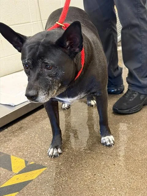 An adult large-sized female Pit Bull Terrier dog named Galleta for adoption in Tucson, AZ