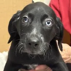 A baby small-sized male Black Mixed Breed dog named Frito for adoption in Green Valley, AZ