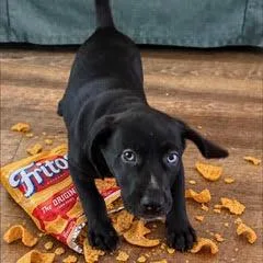 Frito thumbnail 4