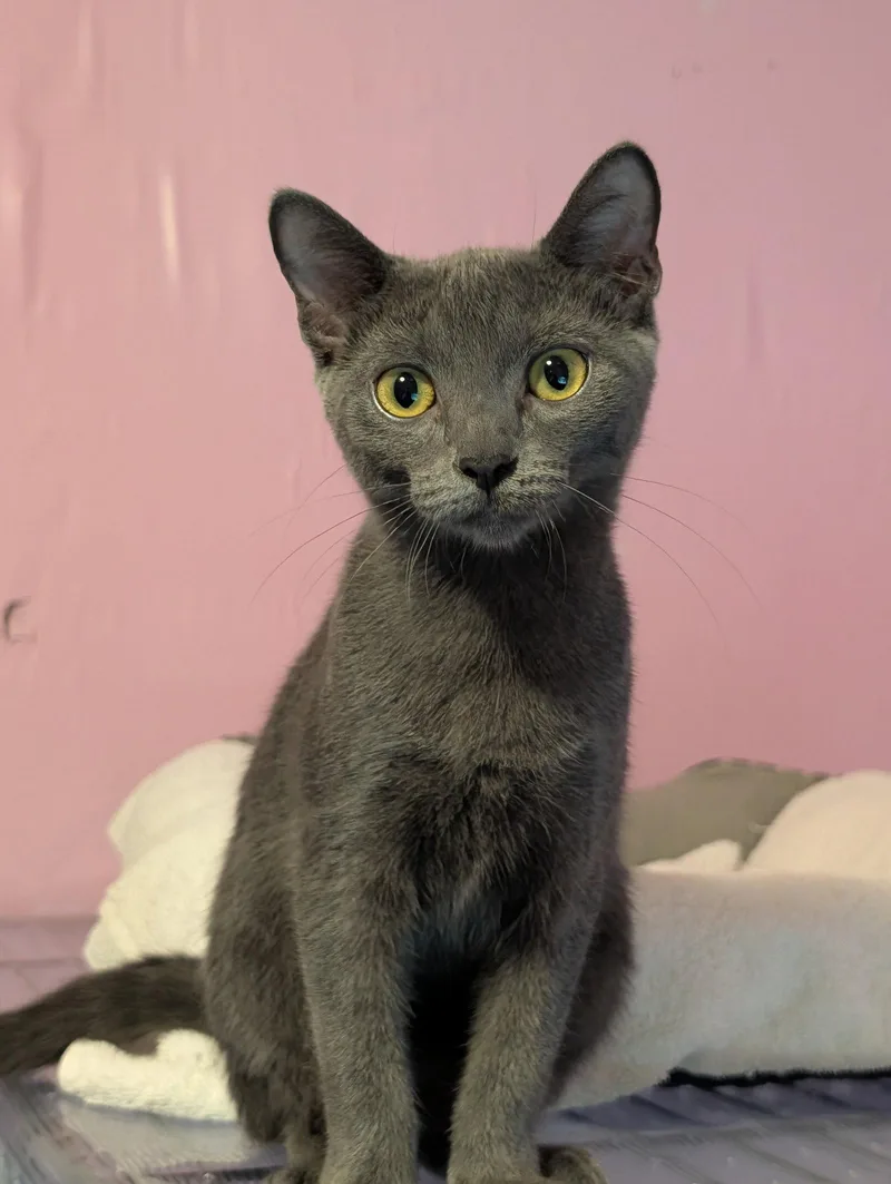 A young medium-sized female Gray / Blue / Silver Domestic Short Hair cat named Daphne for adoption in Pompano Beach, FL
