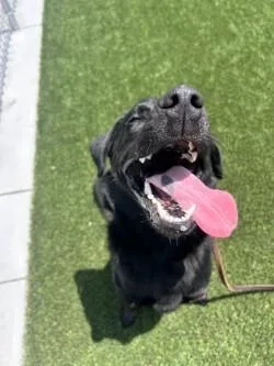 An adult medium-sized male Black Labrador Retriever dog named Stewart for adoption in bellefontaine, OH