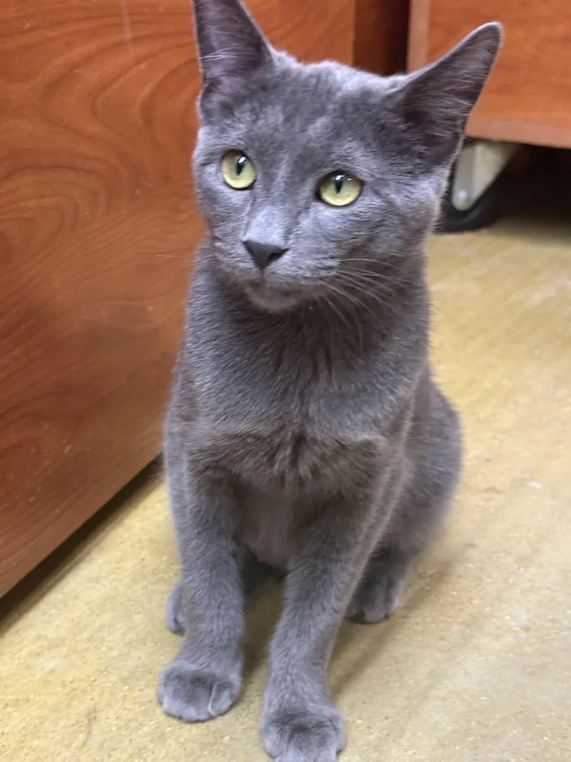 A baby medium-sized female Gray / Blue / Silver Domestic Short Hair cat named Citgo for adoption in Mokena, IL