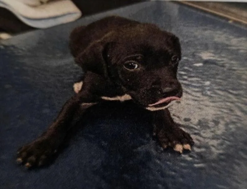 A baby medium-sized male English Pointer dog named Rowan for adoption in Zimmerman, MN