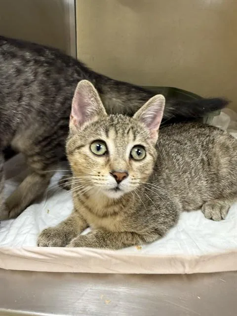 A baby small-sized female Domestic Short Hair cat named Ash for adoption in Fort Myers, FL
