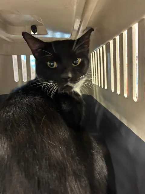 An adult large-sized male Domestic Short Hair cat named A for adoption in Palmetto, FL