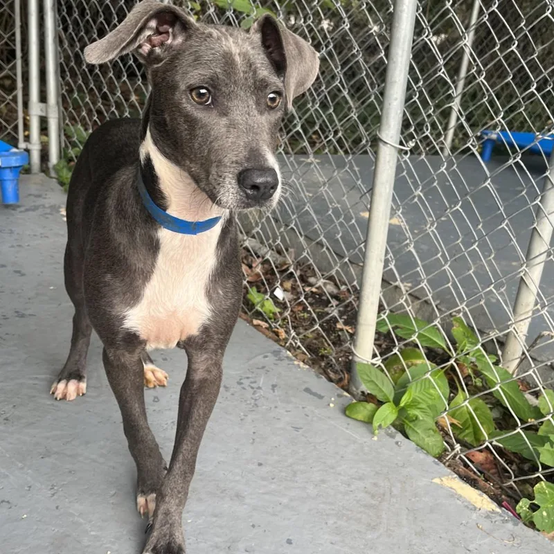 An adult medium-sized female Gray / Blue / Silver Whippet dog named Aqua for adoption in Lindenwold, NJ