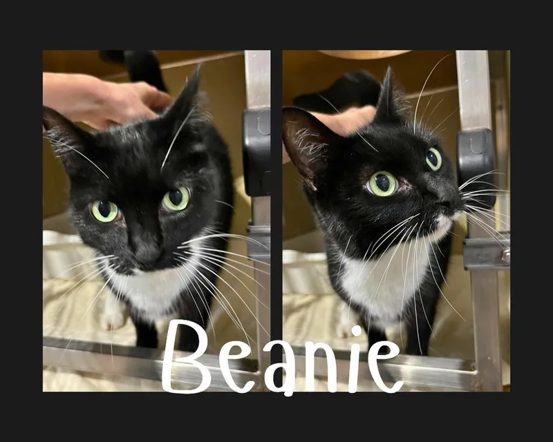 Beanie front declawed thumbnail 2