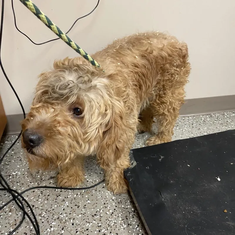 A senior large-sized female Golden Retriever dog named Josie for adoption in Norfolk, NE