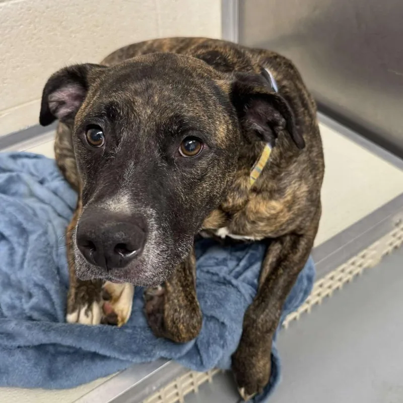 An adult large-sized male Brindle Mountain Cur dog named Brutus for adoption in Rocky Mount, VA
