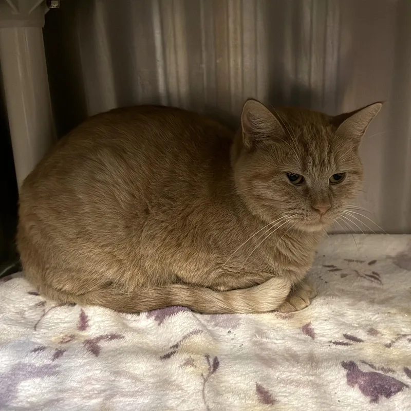 Marmalade thumbnail 3