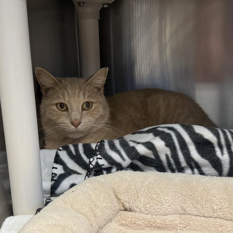 Marmalade thumbnail 4