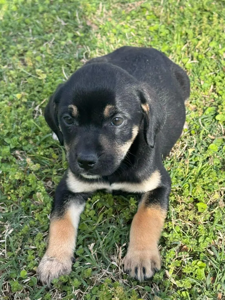 A baby medium-sized female Mixed Breed dog named Rose for adoption in Fond Du Lac, WI