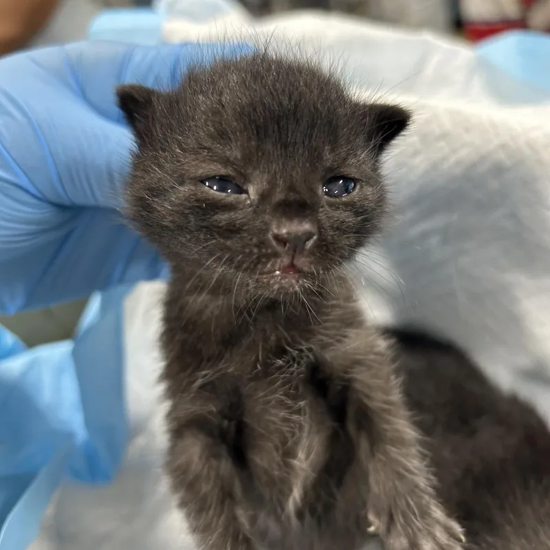 A baby small-sized female Gray / Blue / Silver Domestic Short Hair cat named Cosette for adoption in Newark, NJ