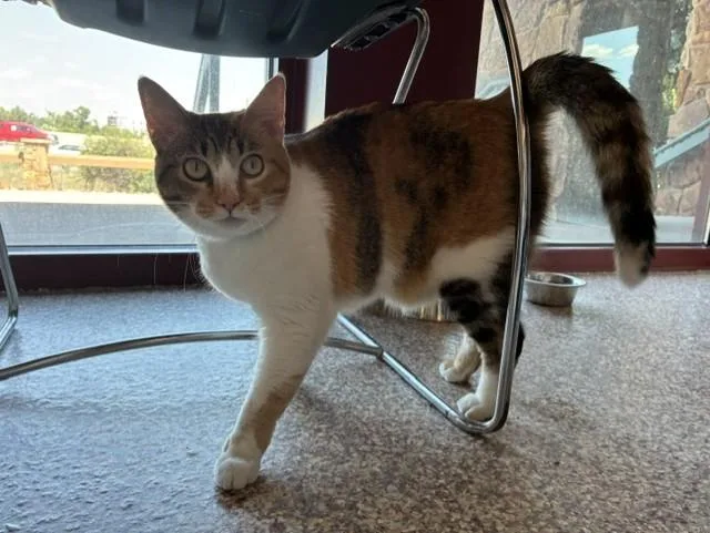 A young medium-sized female Domestic Short Hair cat named Leia for adoption in Colorado Springs, CO