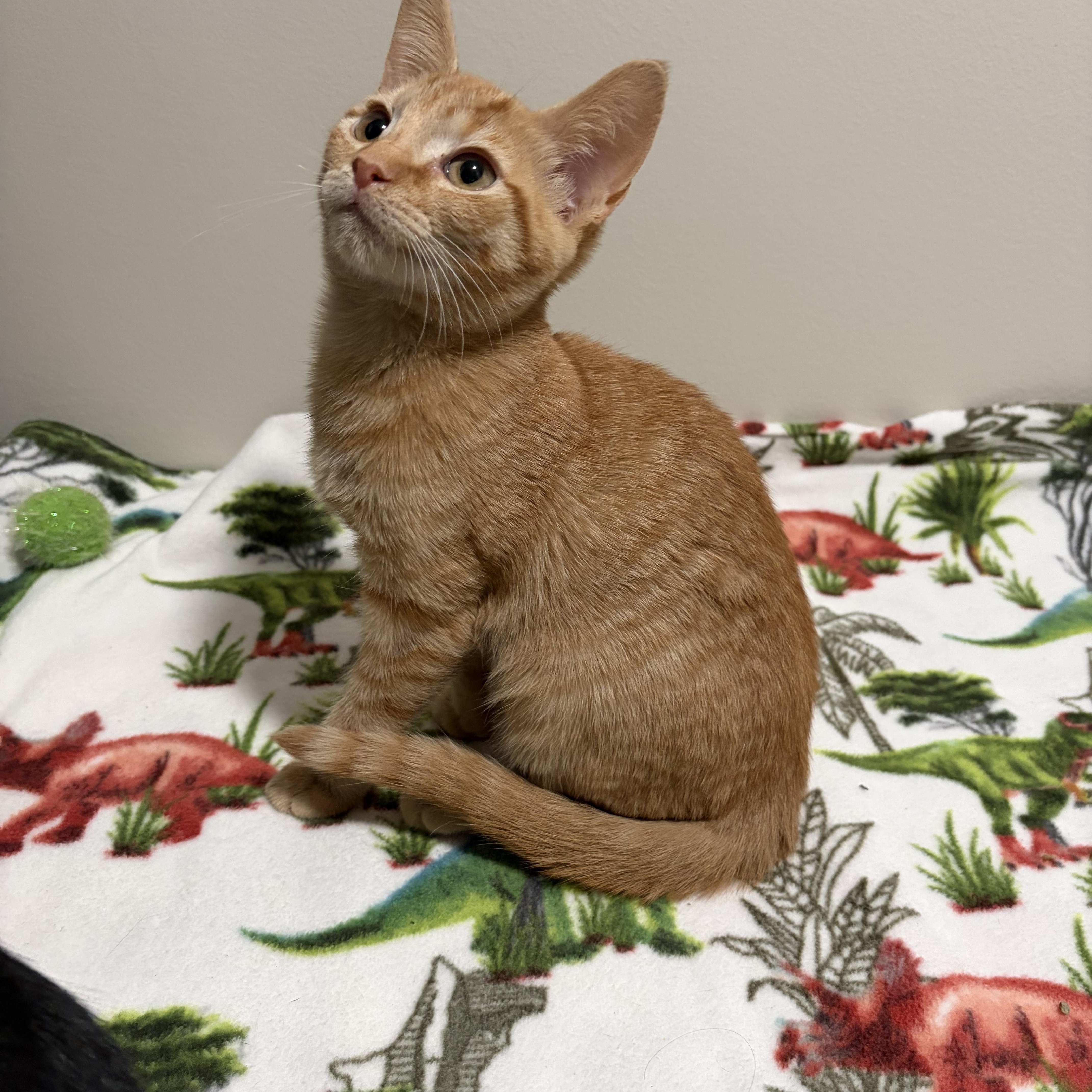 A baby small-sized male Domestic Short Hair cat named Joey for adoption in Davisburg, MI