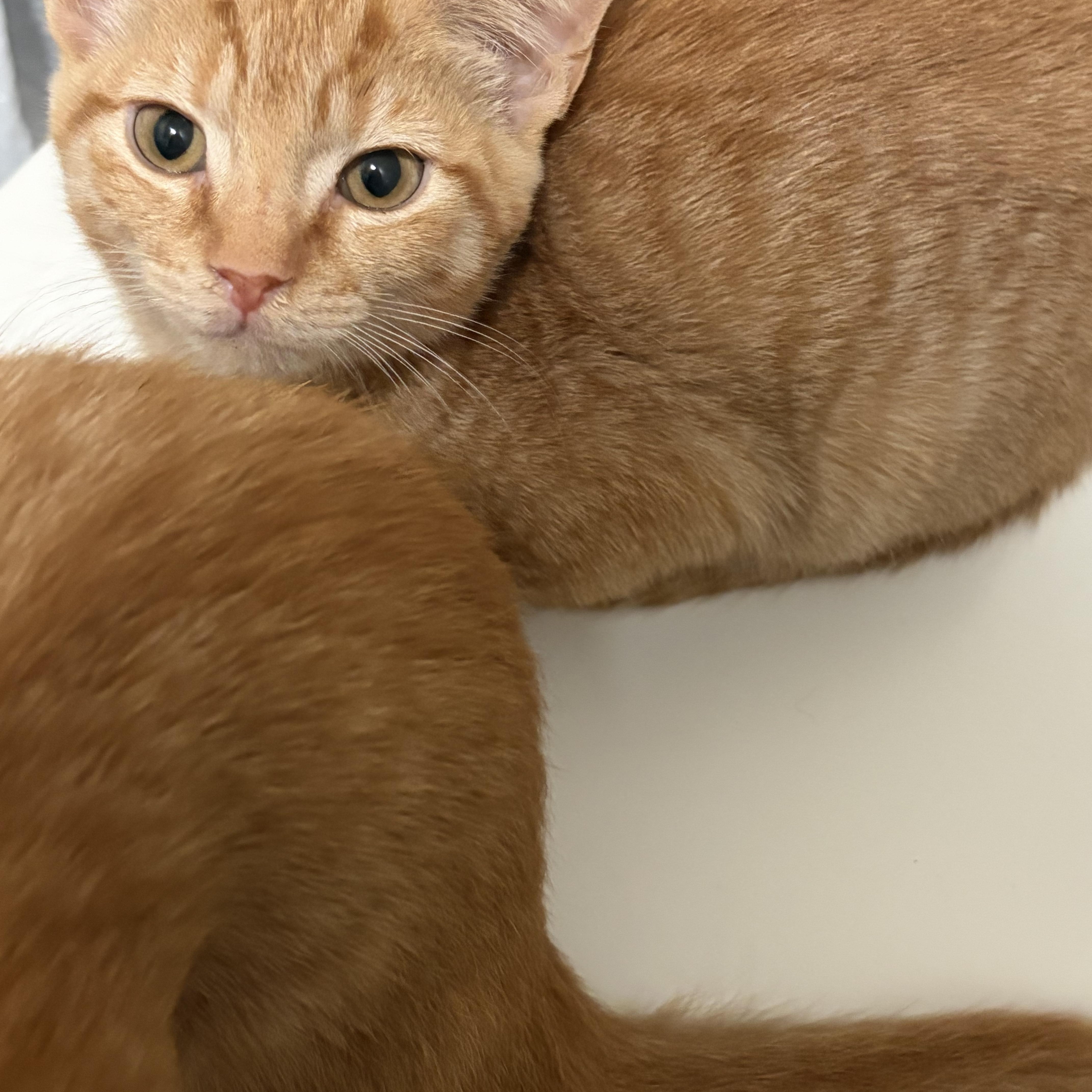 Joey thumbnail 2