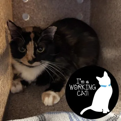 A young small-sized female Domestic Short Hair cat named Deb for adoption in Janesville, WI
