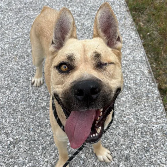 An adult medium-sized male Labrador Retriever dog named Hank for adoption in Indianapolis, IN